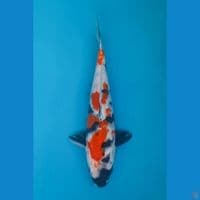 SHOWA 23CM