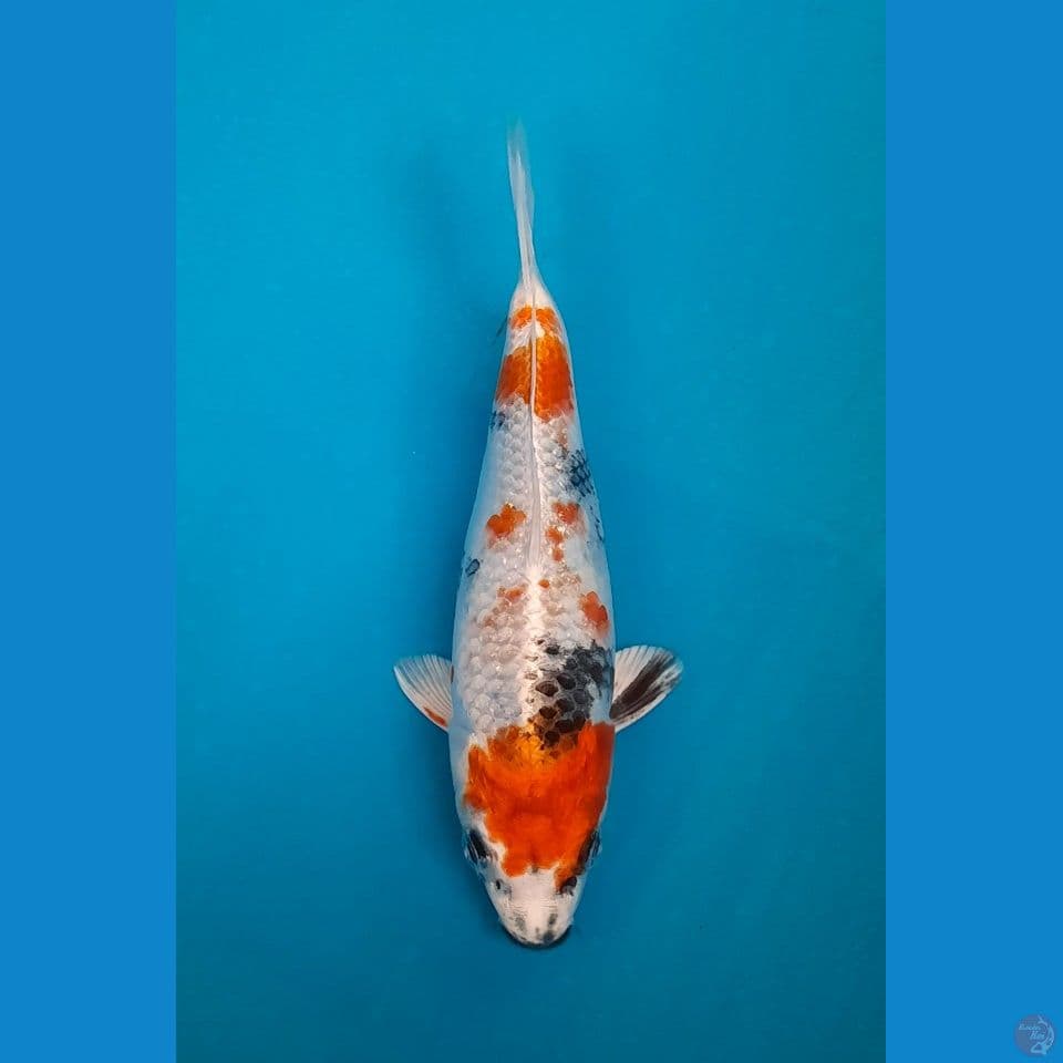 SHORT BODY KIN SHOWA 21CM