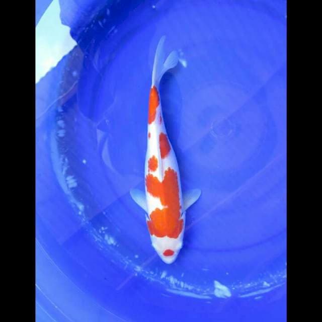 Kohaku Putih Salju - 34cm
