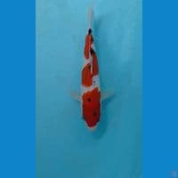 sanke, 21 cm
