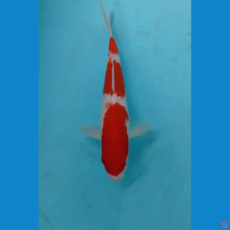 kohaku, 20 cm