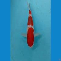 kohaku, 20 cm