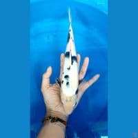 shiro halus 29cm