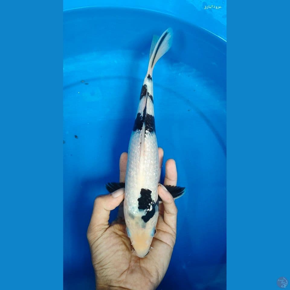 shiro ginrin 29 cm
