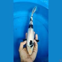 shiro ginrin 29 cm