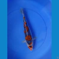 ghosiki 38 cm