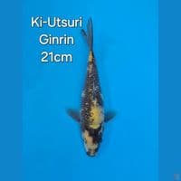 OTSUKA KIUTSURI GINRIN 21CM