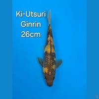 OTSUKA KIUTSURI GINRIN 26CM