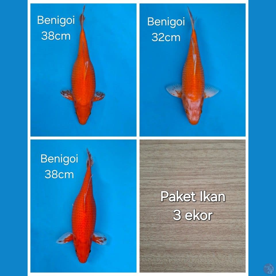 PAKET 3EKOR BENIGOI