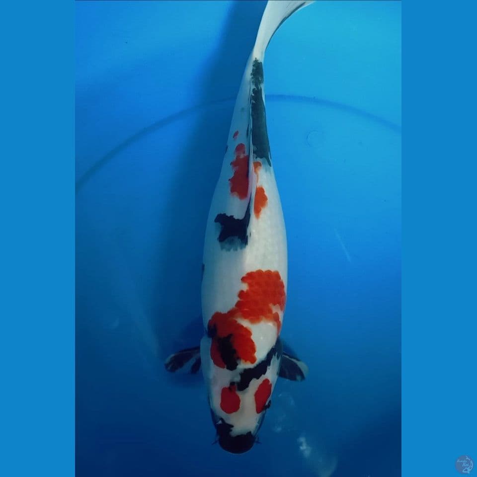 showa 35 cm