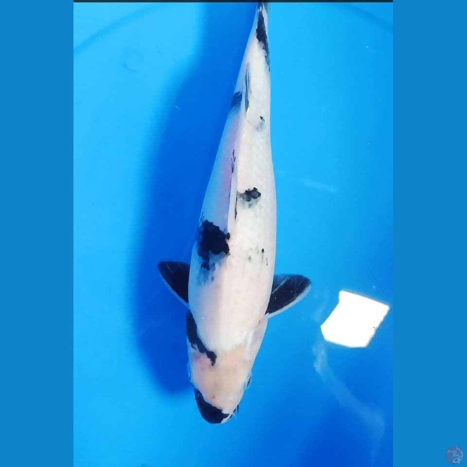 shiro 34 cm
