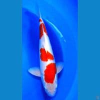 Super Male Kohaku