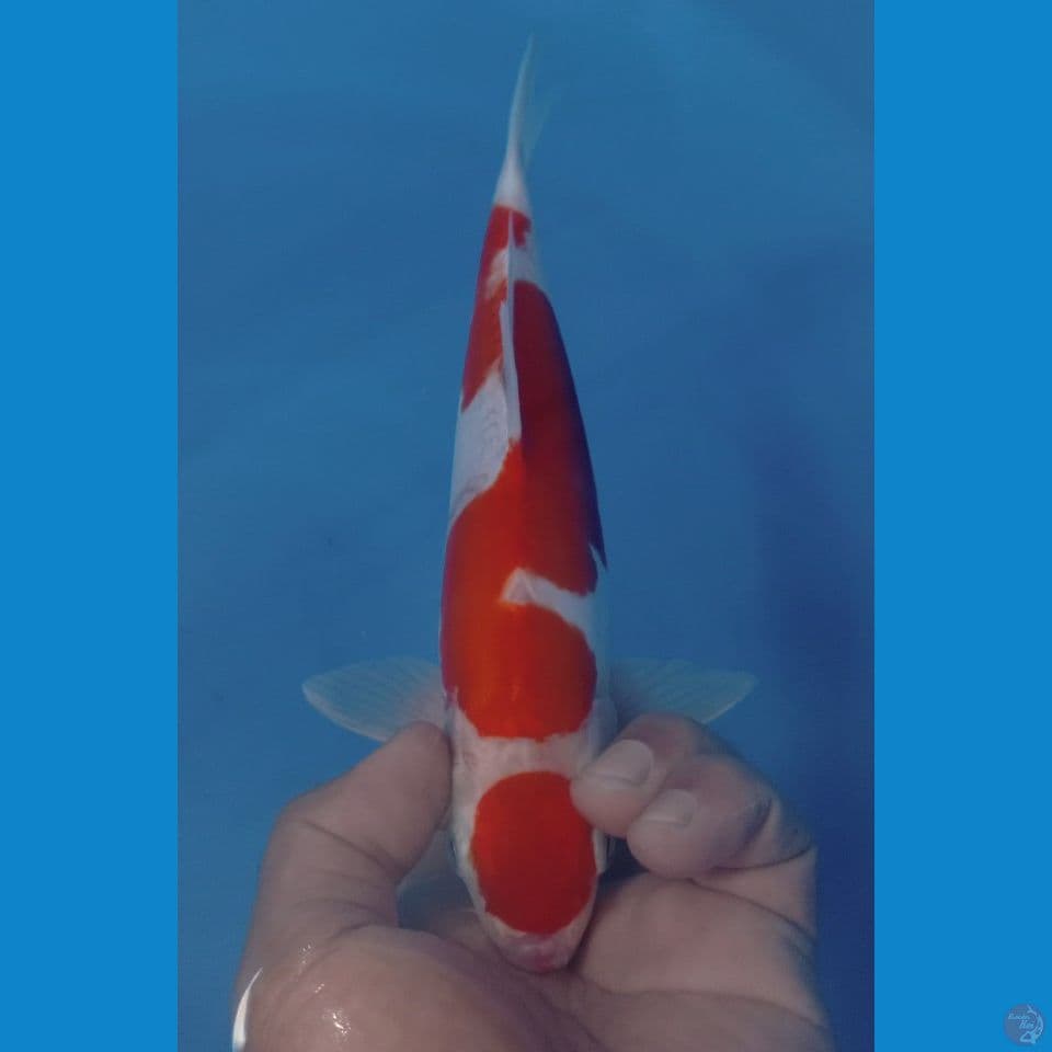 KOHAKU DOITSU 28CM