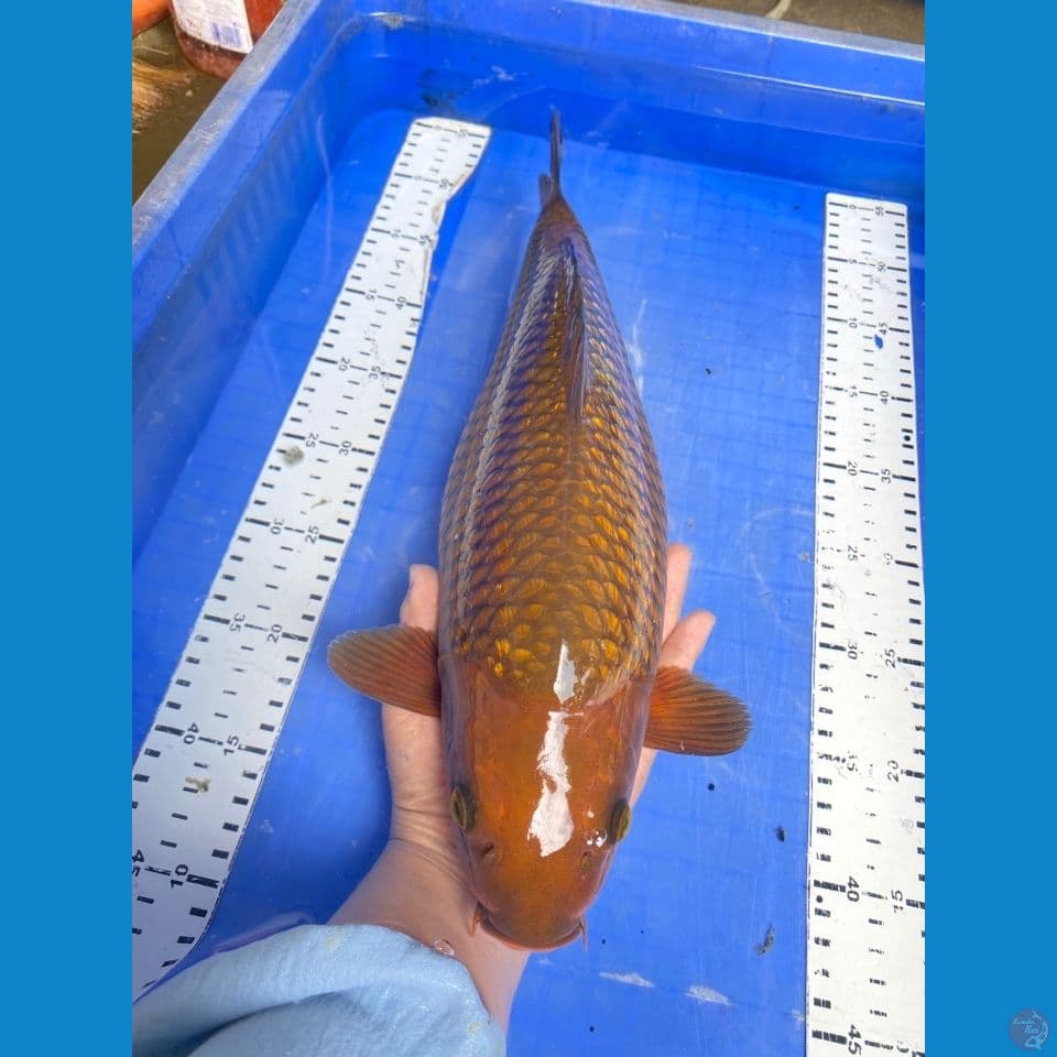 v5; chagoi 41 punuk