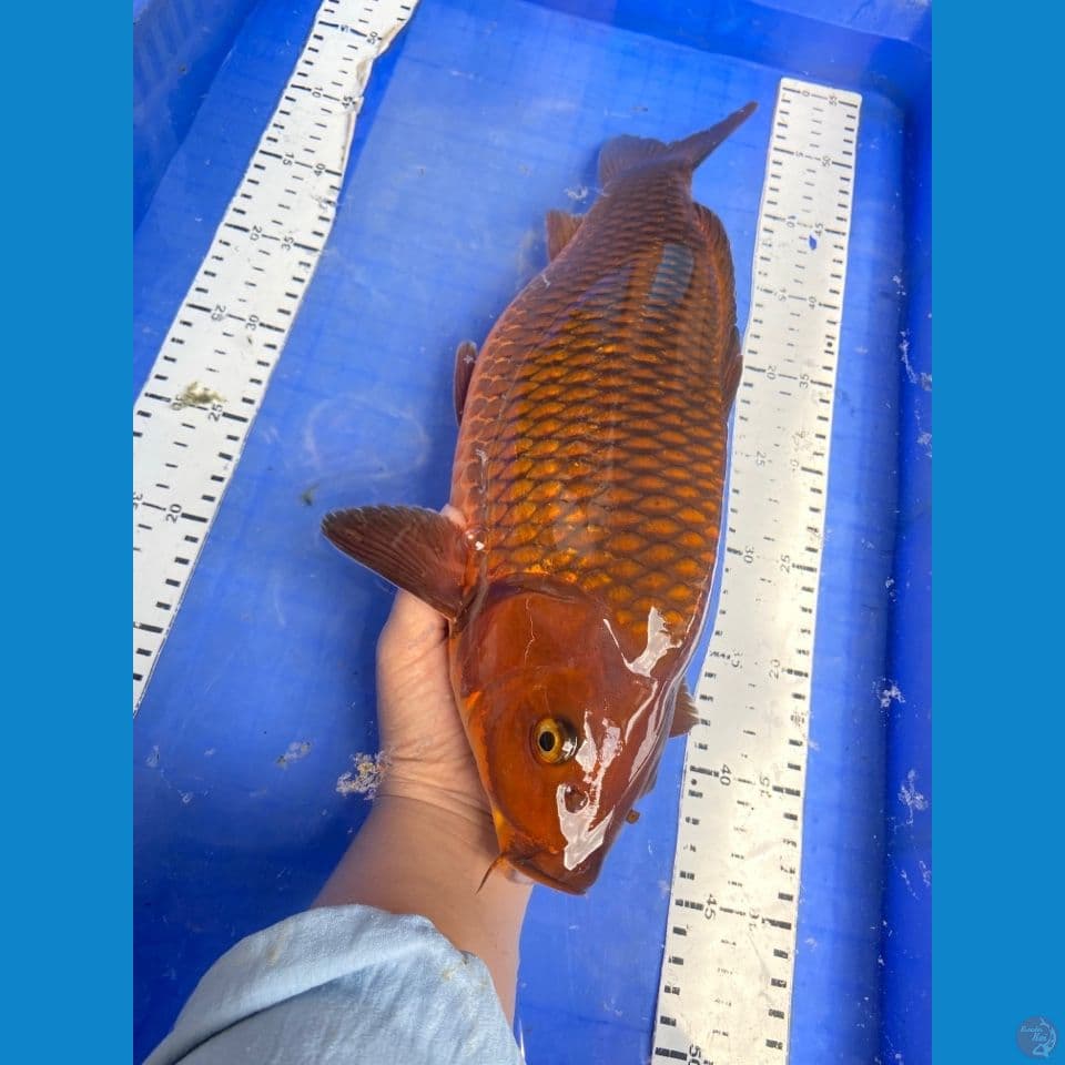 v5 ;chagoi punuk 40 cm