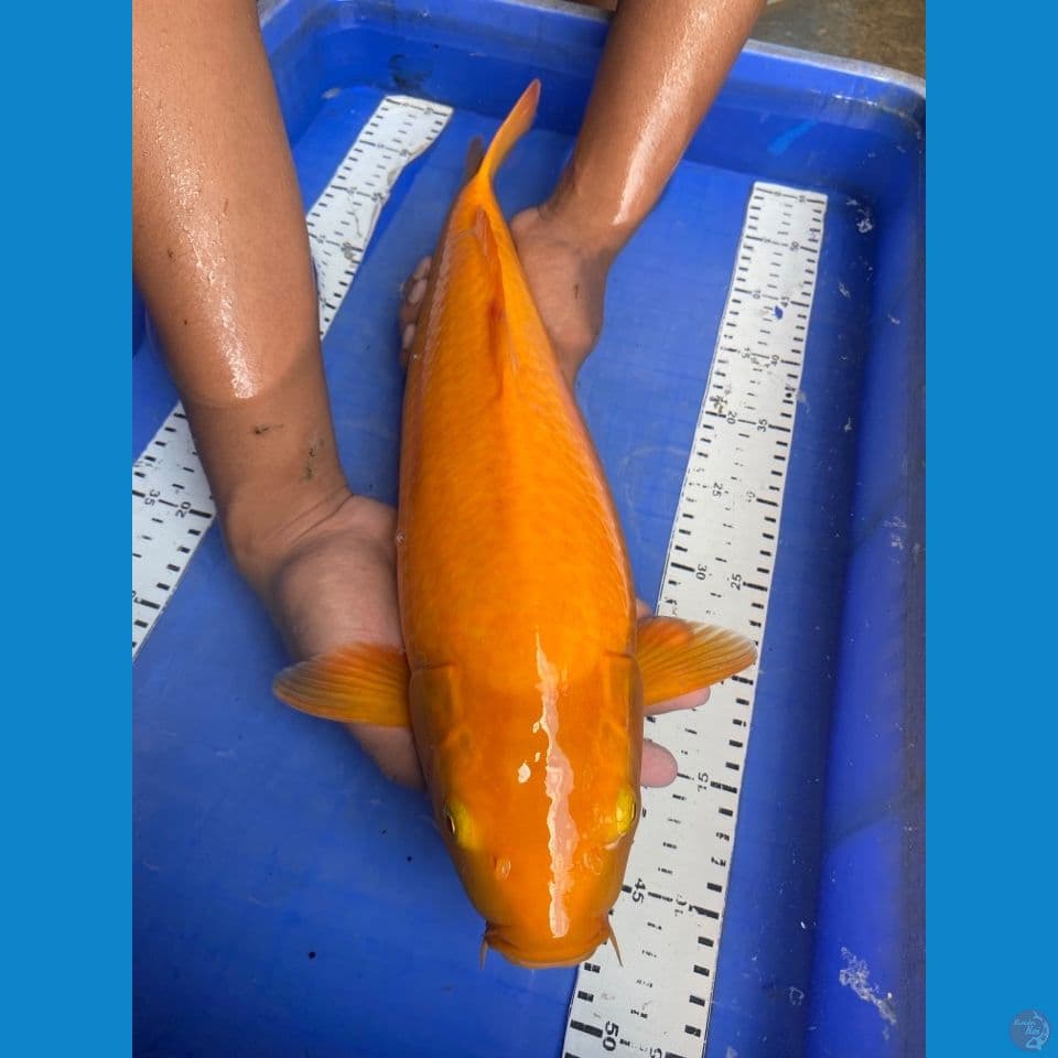 v5;punuk 45 manggo