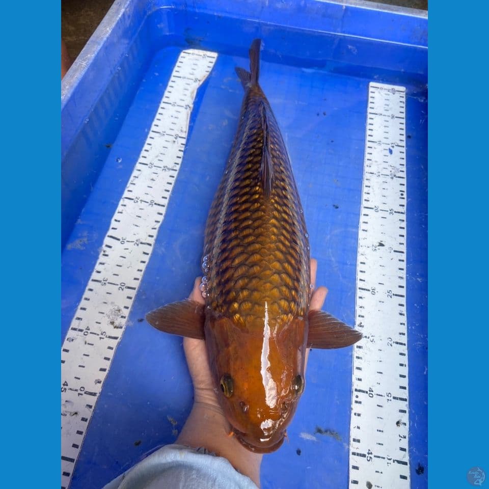 v5;chagoi 44 punuk