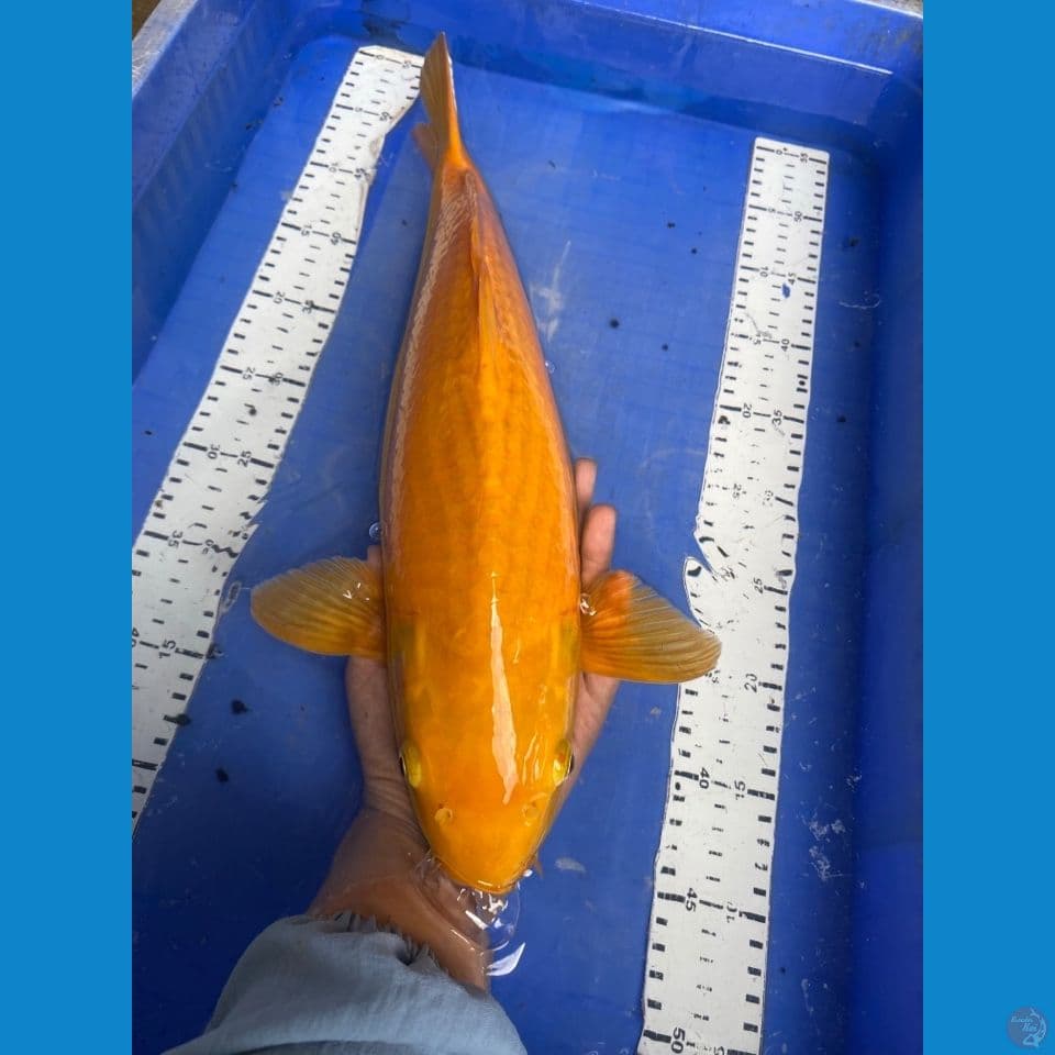 v5;karashi 45 punuk