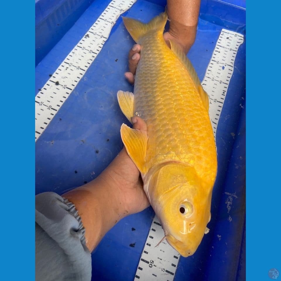 v5;karashi 47 punuk