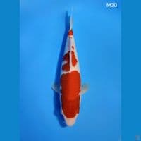 KOHAKU ORIGINAL PATERN 30CM MALE