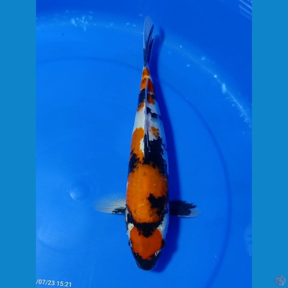 MARUTEN SHOWA 35 CM
