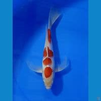 KOHAKU SLEYER 33 CM