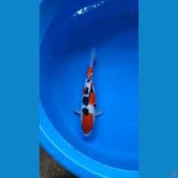 Taisho Sanke SQ ~ Male 30cm
