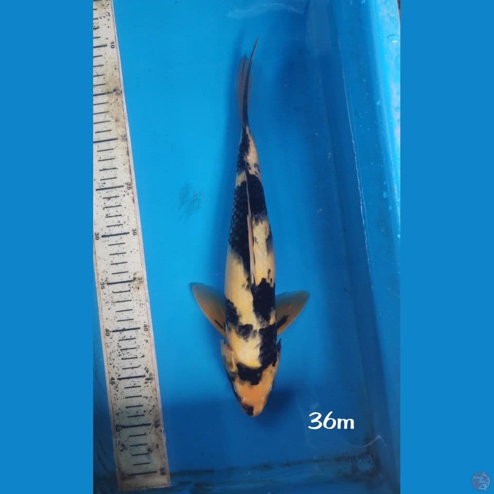 Shiro, 36cm male