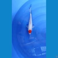 Tancho Kohaku 30 bu 