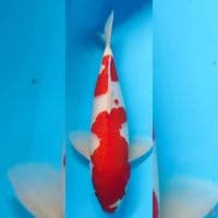 kohaku male 40cm
