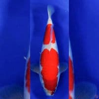 kohaku female 40cm