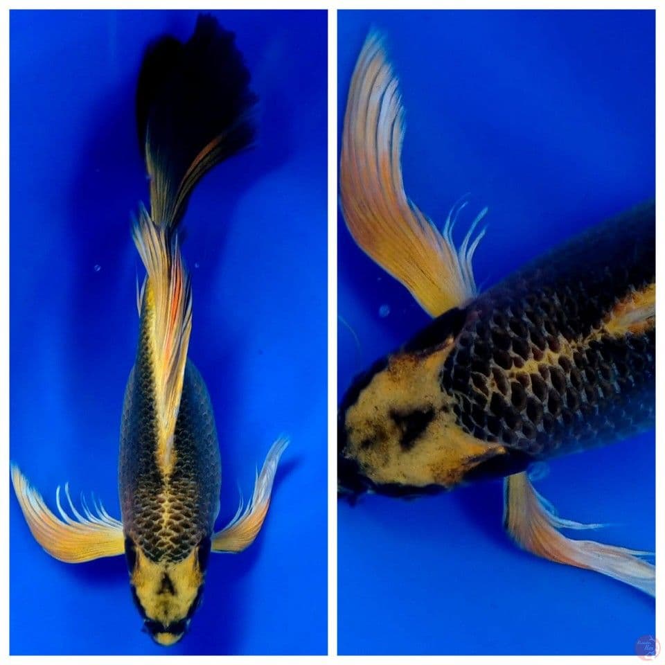 mukashi 35cm