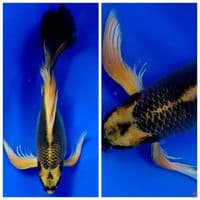 mukashi 35cm