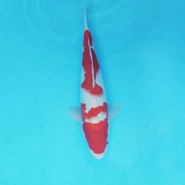 TROYA 11 ~ KOHAKU,-