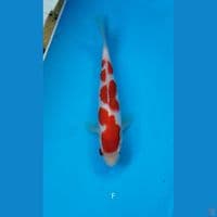 Kohaku 19cm
