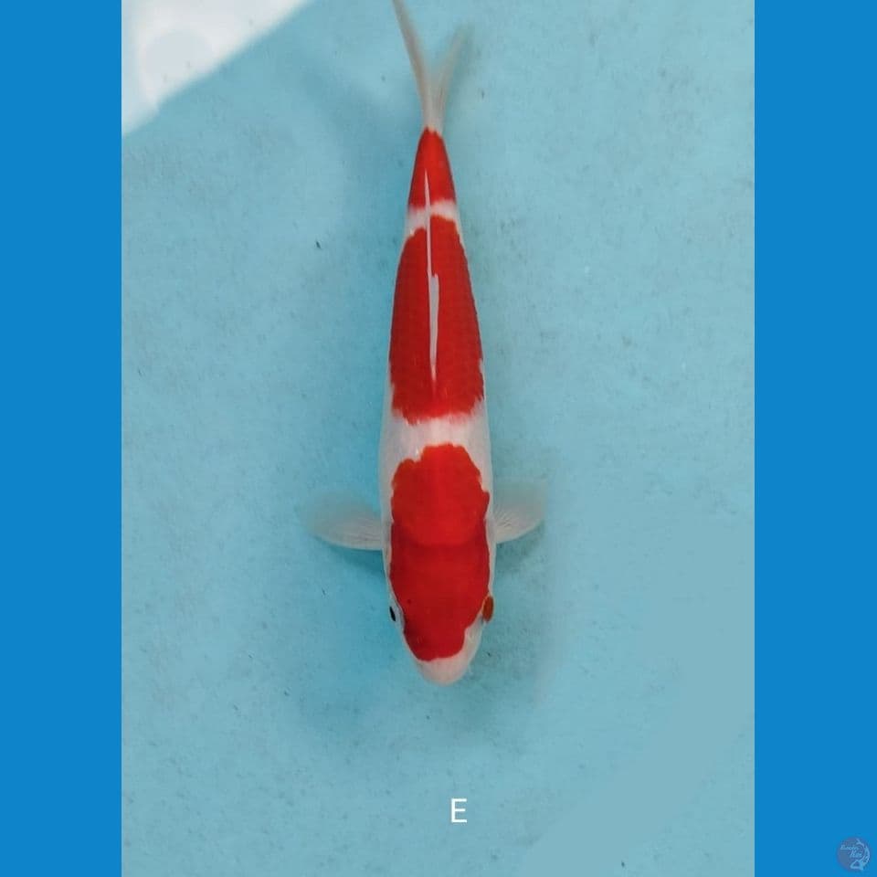 Kohaku 20cm