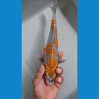 ochiba kogane 