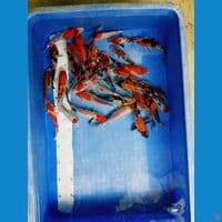 PAKET SHOWA 30 EKOR LAYAK DI BESARKAN 12-19 CM