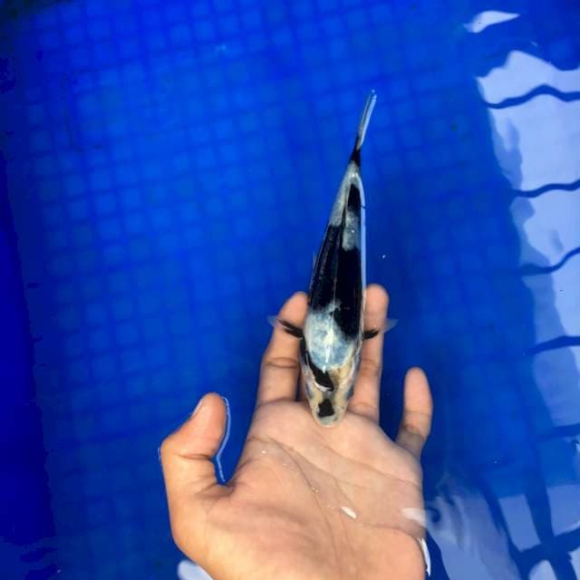 Shiro Sumi Janges Metir No Bocor2