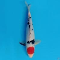 Tancho Sanke 27cm