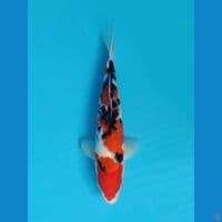 Sanke 28cm