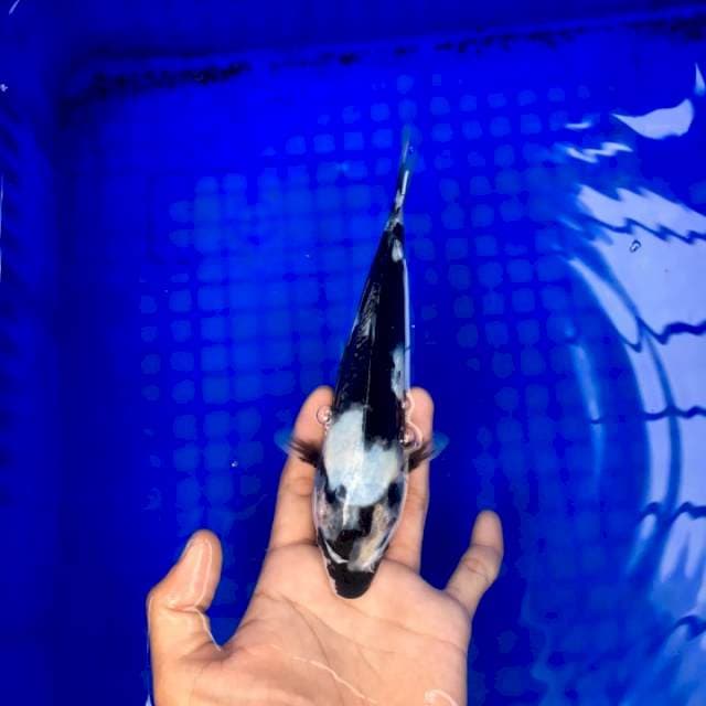 Shiro Sumi Janges Kereng