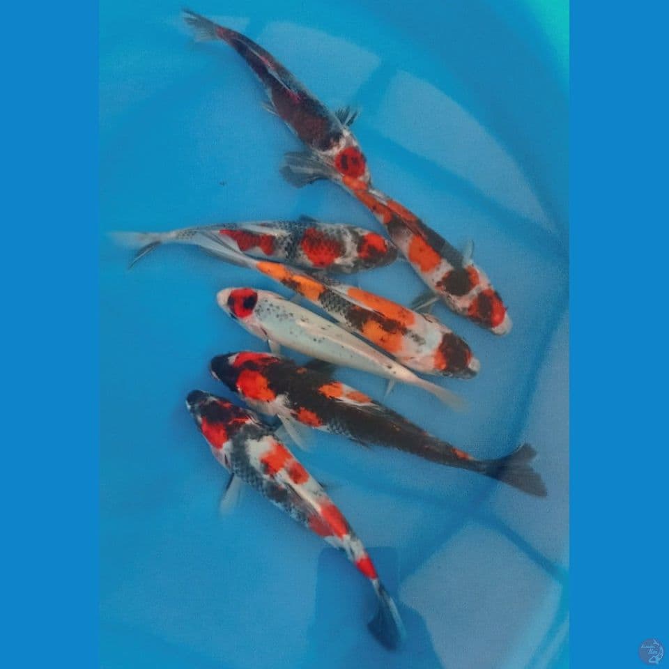 KAGE SHOWA 20'23CM