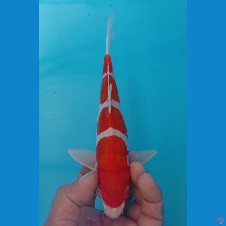 DOITSU 23CM