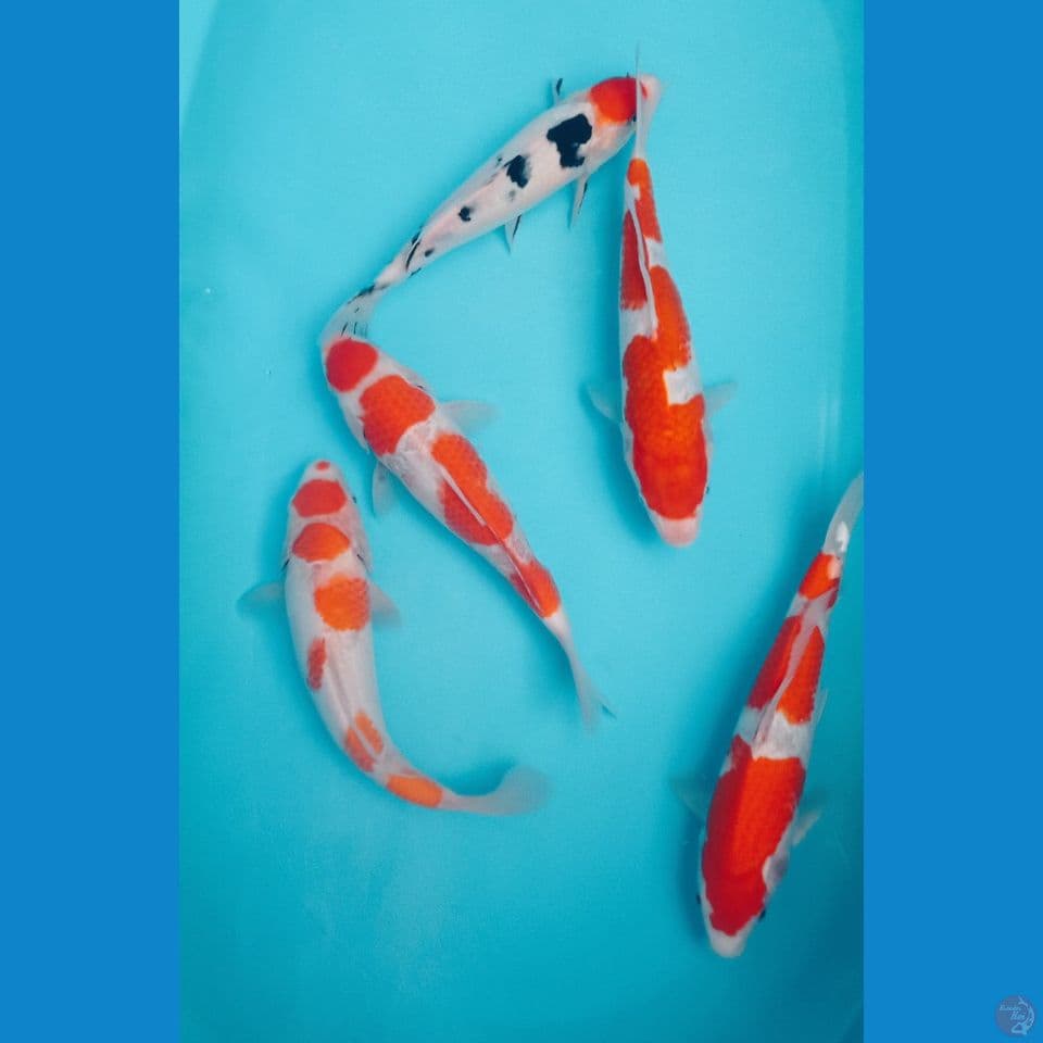 MIXXC 30CM