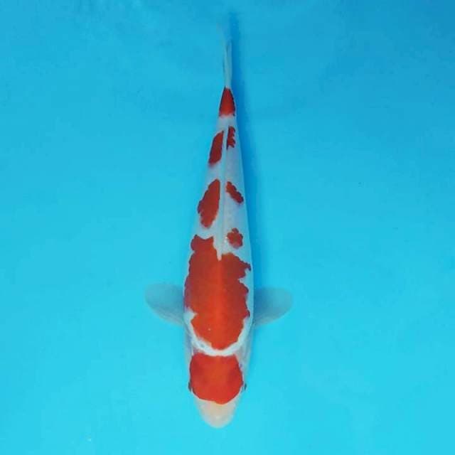 TROYA 14 ~ MARUTEN KOHAKU,-