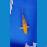Karasi fuull ginrin 27cm baby face SQ 