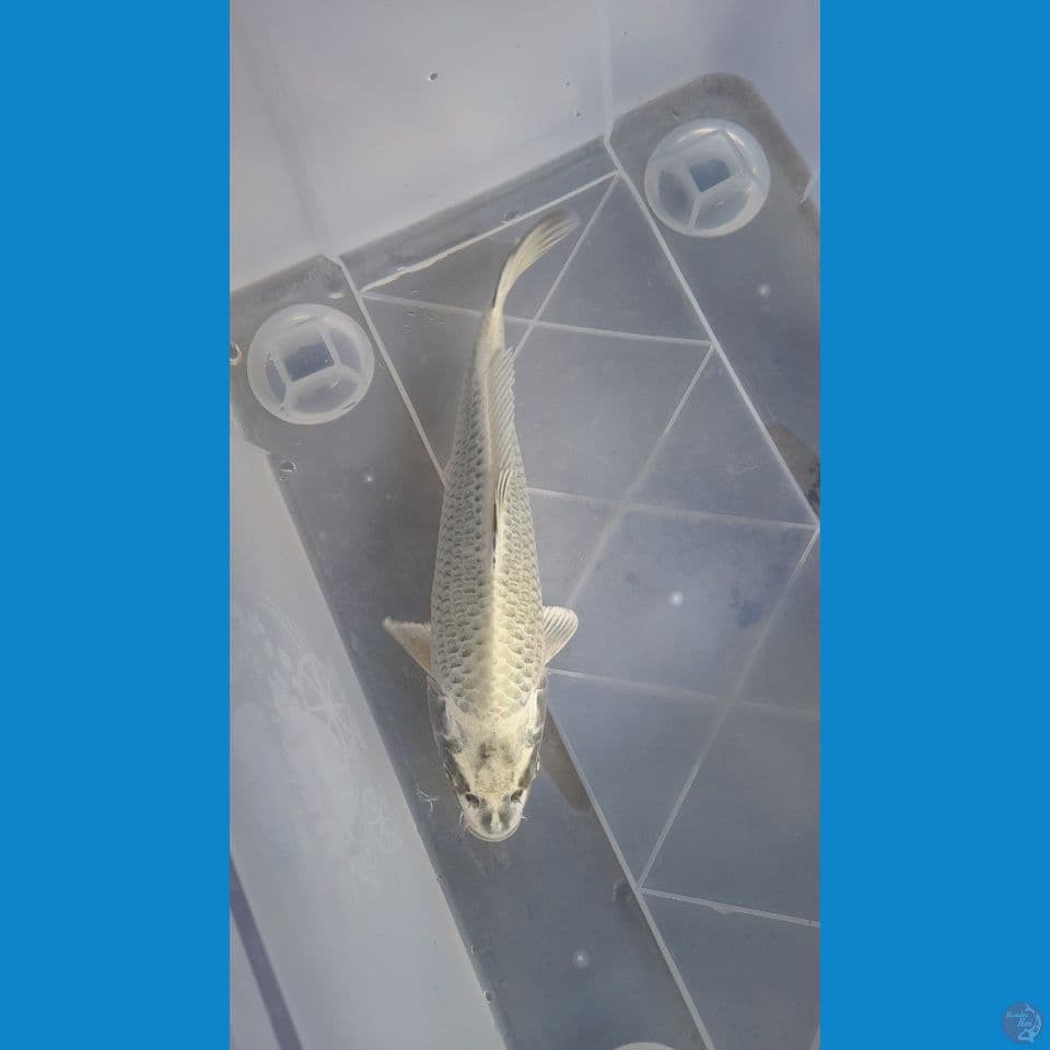 29CM mukhasi ring bagus