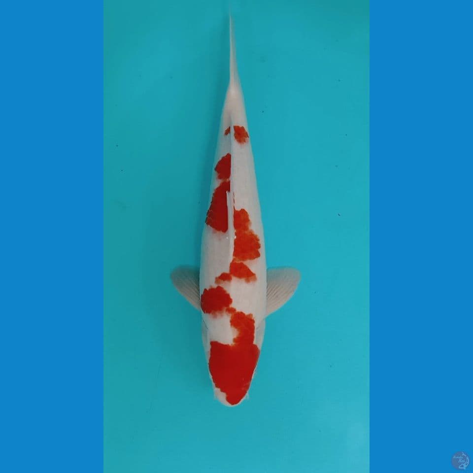kohaku 40
