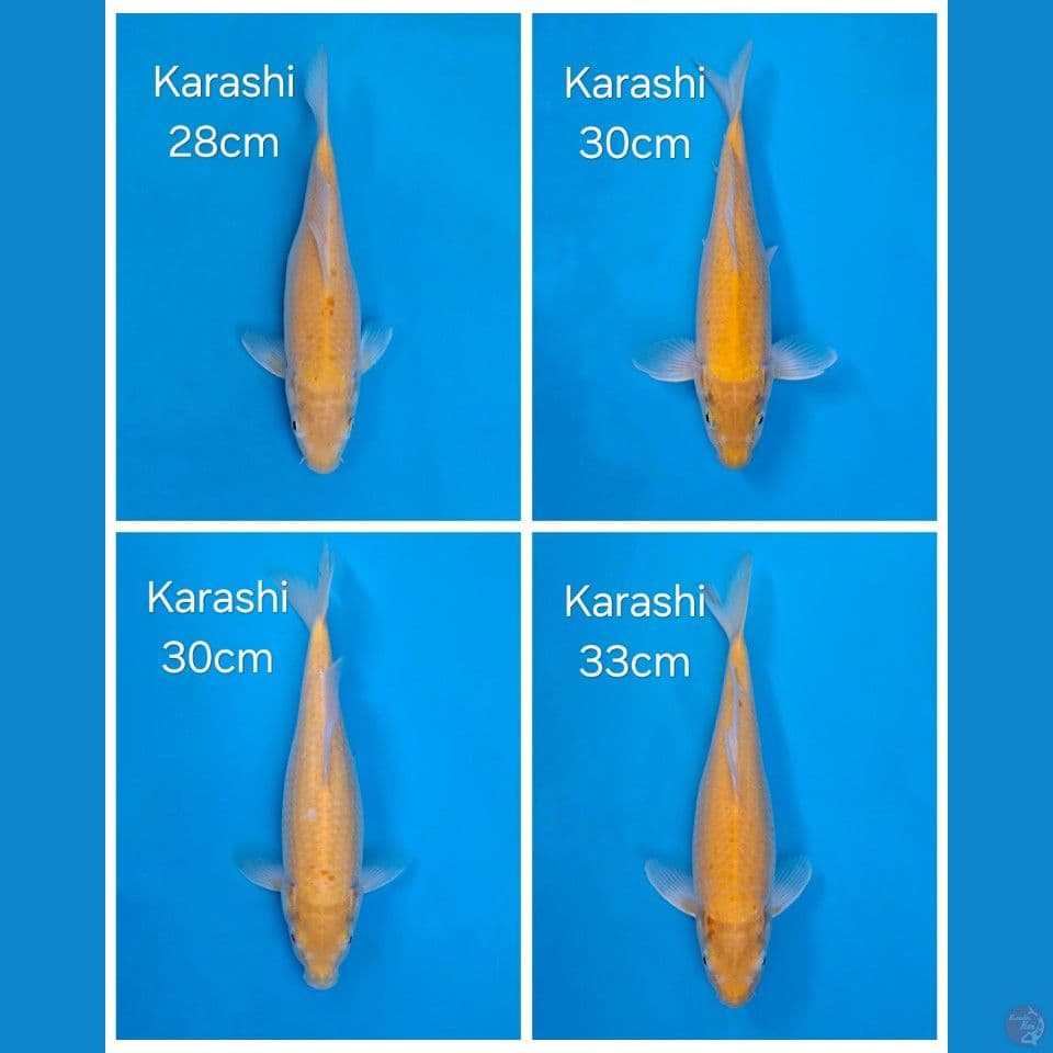 PAKET KARASHI 4EKOR
